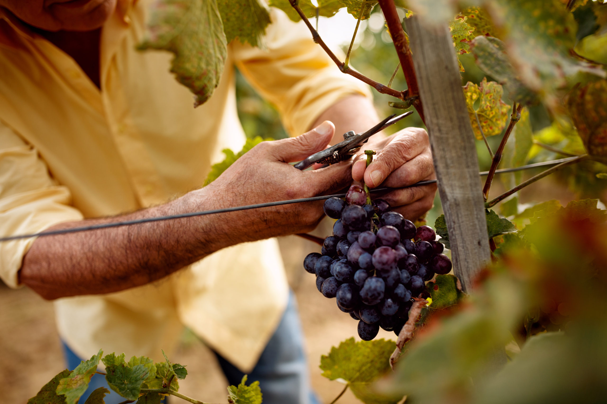 Wine Harvest Season